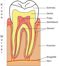 Grafische Darstellung der Zahnanatomie