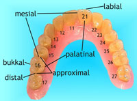 Positionsbestimmung im Mundraum